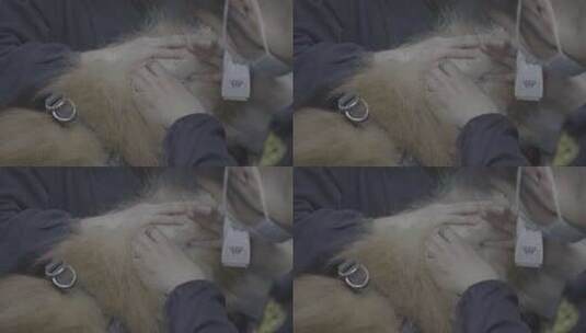 宠物医院生病的松狮高清在线视频素材下载