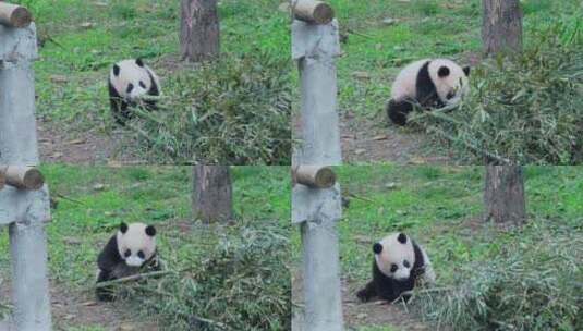 国宝熊猫高清在线视频素材下载