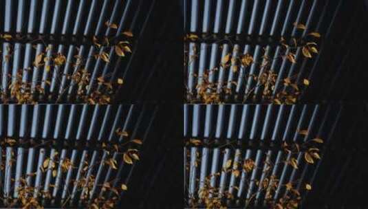 钢筋水泥的城市里秋天树木的黄叶高清在线视频素材下载