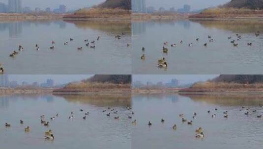 杭州余杭南湖生态环境野鸭栖息风光高清在线视频素材下载