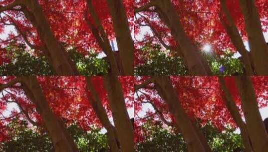 秋天阳光穿过树叶 唯美红叶红枫光影高清在线视频素材下载