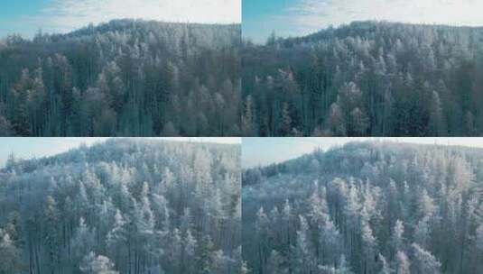 白雪森林树林雪景冰雪雾凇蓝天白云高清在线视频素材下载