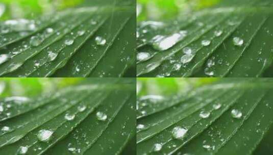 绿色植物上水滴流淌的慢动作特写高清在线视频素材下载