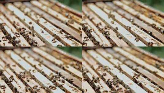 蜂房蜂窝上的蜜蜂 蜜蜂高清在线视频素材下载