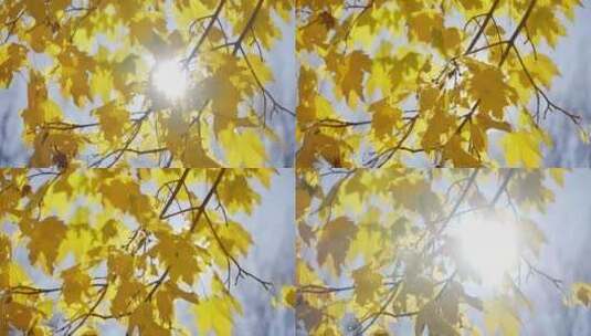 阳光穿过银杏树叶高清在线视频素材下载