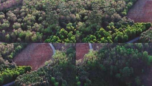 茂密的树林高清在线视频素材下载