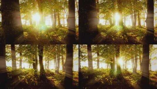 阳光穿过树林 阳光透过树叶 光线透过树林高清在线视频素材下载