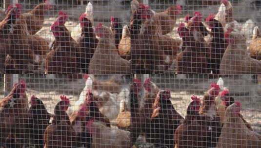 山场土鸡养殖土鸡养殖土鸡鸡养鸡高清在线视频素材下载