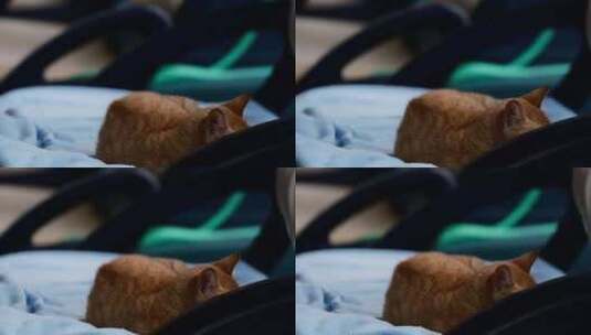 趴在车上的小猫咪高清在线视频素材下载