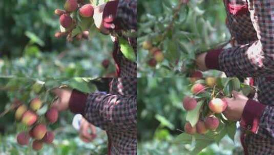 荔枝 果树 离枝 水果高清在线视频素材下载