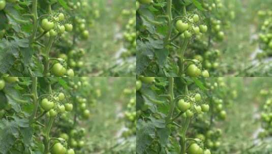 番茄 西红柿 有机 绿色高清在线视频素材下载