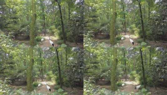 动物园的丹顶鹤高清在线视频素材下载