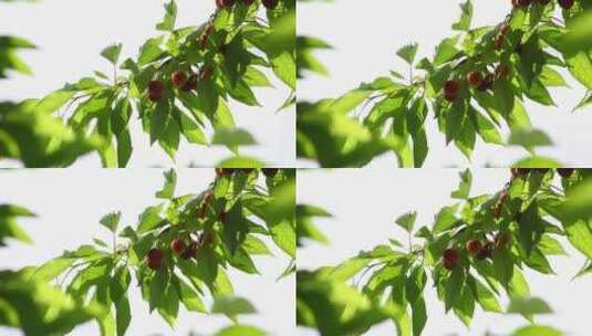 樱桃 樱桃树 果实 水果高清在线视频素材下载