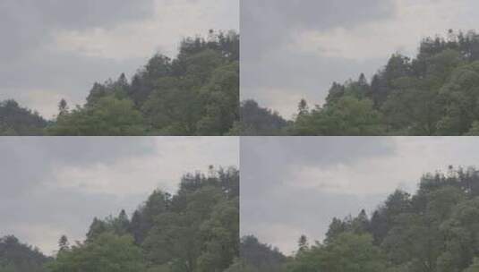 中国南方森林夏季户外天空高清在线视频素材下载