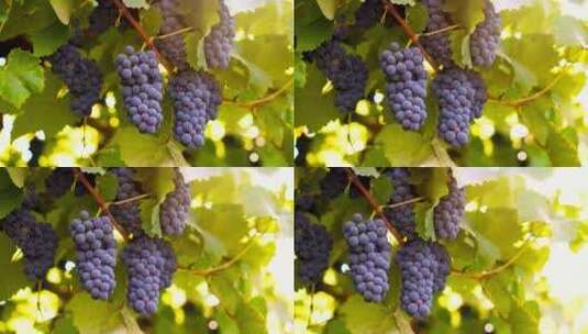 生长中的紫葡萄 黑葡萄高清在线视频素材下载