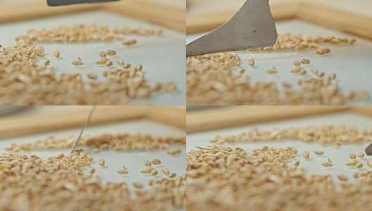 小麦籽粒质量控制的实验室分析高清在线视频素材下载