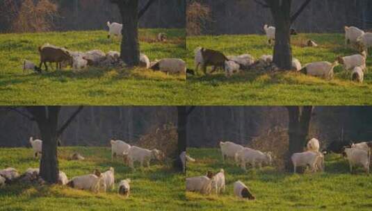 春天里的麦田和羊高清在线视频素材下载