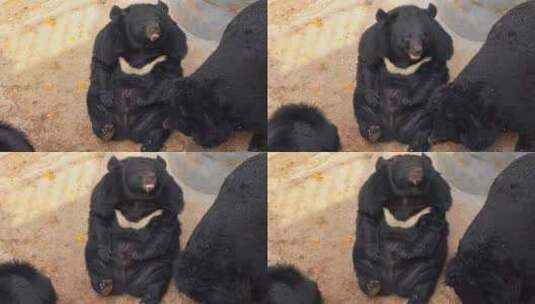 动物园黑熊躺在地上仰头张望高清在线视频素材下载