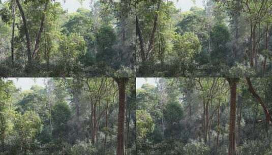 茶园森林茶场树林高清在线视频素材下载