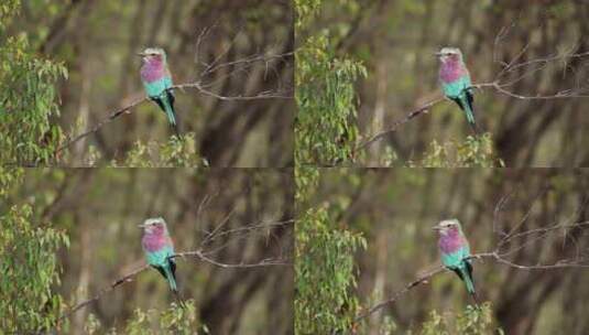 五颜六色的鸟站在树枝上高清在线视频素材下载