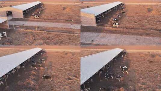 牛场 牛 养殖高清在线视频素材下载