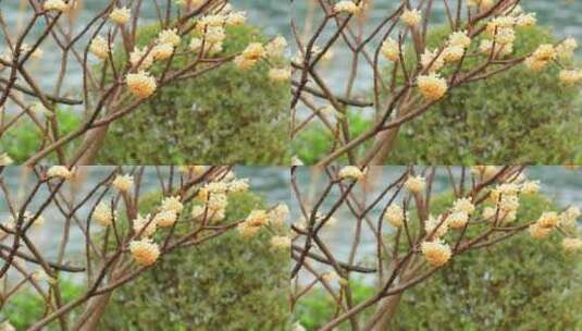 春天盛开的淡黄色结香花实拍素材高清在线视频素材下载