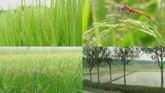 绿色稻田上的蜻蜓 有机农场稻田麦田大自然高清在线视频素材下载