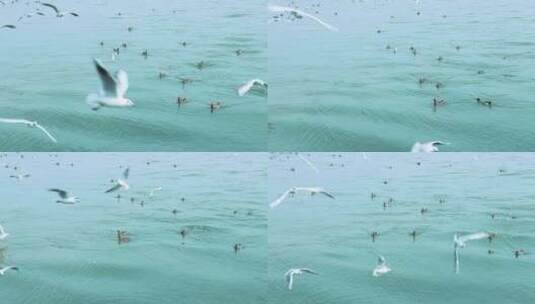 海面上成群白海鸥 成群野鸭 2379高清在线视频素材下载
