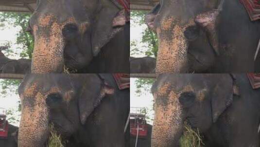 吃东西时大象的枪口特写泰国皮肤眼睛和耳朵高清在线视频素材下载