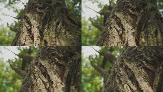 森林树木树叶植物高清在线视频素材下载