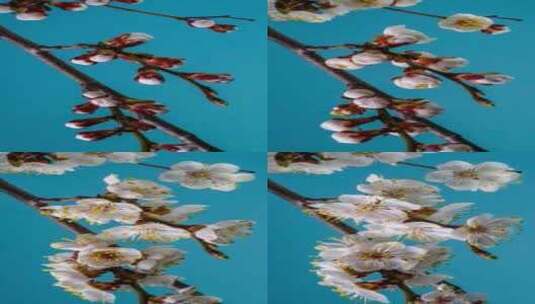 杏花白色花瓣绽放的时间推移高清在线视频素材下载