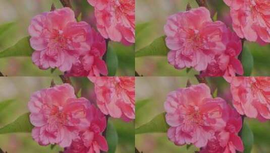 桃花花瓣高清在线视频素材下载