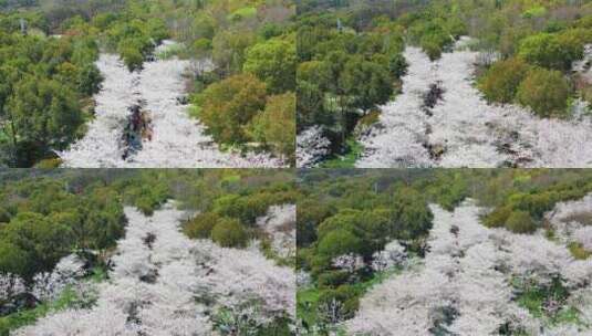 无锡金匮公园樱花航拍低机位后拉视角高清在线视频素材下载