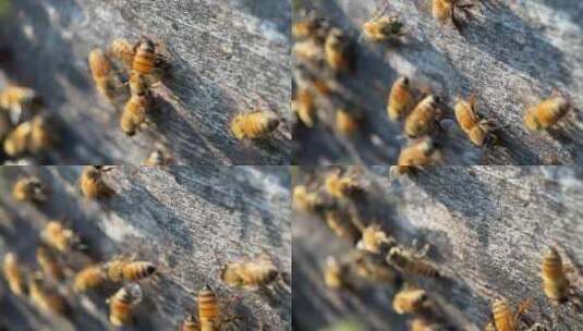 蜂场蜂箱门口的蜜蜂特写高清在线视频素材下载