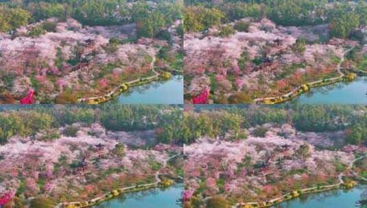 春季武汉樱花园盛花期航拍高清在线视频素材下载