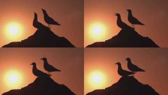黄昏下两只海鸥站在石头上的剪影高清在线视频素材下载