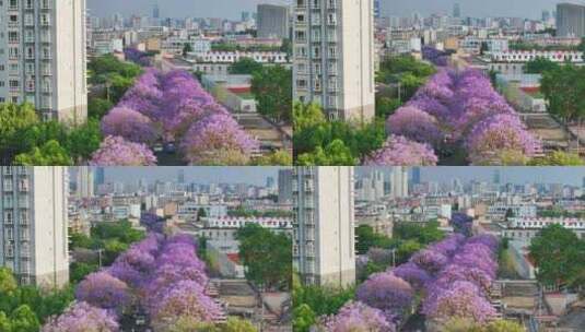 昆明蓝花楹高清在线视频素材下载