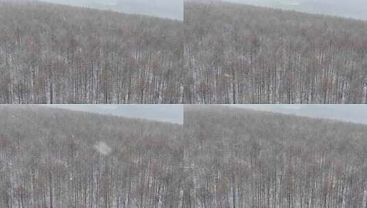 森林大雪·慢动作2高清在线视频素材下载