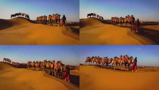 沙漠骆驼高清在线视频素材下载