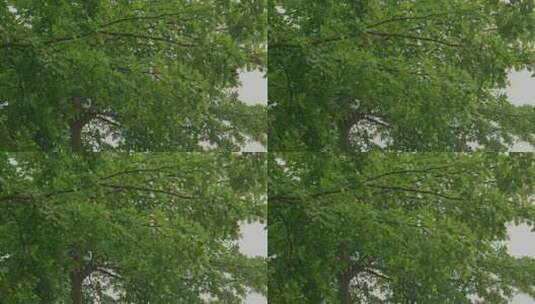 下雨雨滴树叶绿叶高清在线视频素材下载