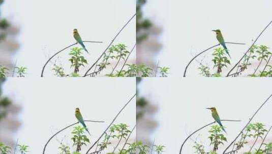 树枝上随风摇摆的小鸟---栗喉蜂虎高清在线视频素材下载