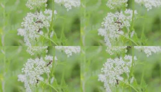 夏日清新野茴香小花上蚂蚁爬行高清在线视频素材下载