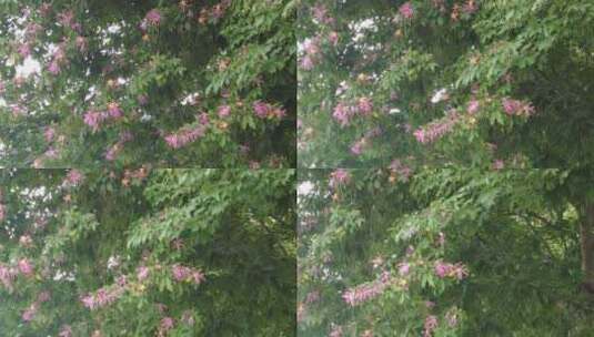 春天鲜花花朵风景实拍高清在线视频素材下载