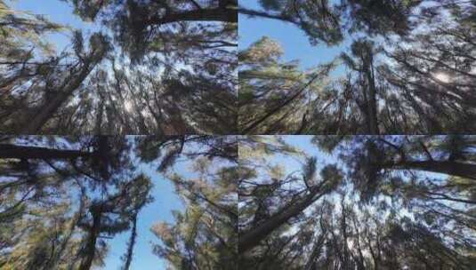 仰拍树林仰拍松树林阳光仰视森林树干大自然高清在线视频素材下载
