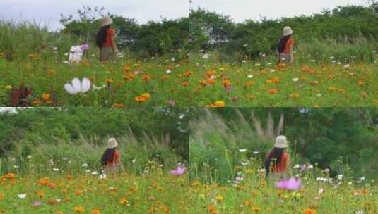 深圳坪山河湿地公园赏花的游客高清在线视频素材下载
