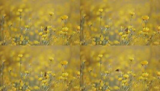 花，蝴蝶，黄色，乡村高清在线视频素材下载