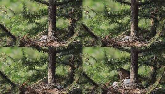 松树上的松雀鹰亲鸟营巢育雏高清在线视频素材下载
