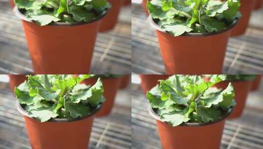 甘蓝 羽衣甘蓝 浅紫色甘蓝 观赏 蓬松芯甘蓝高清在线视频素材下载