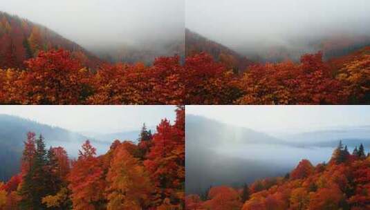 云雾缭绕 红枫映山 落叶铺地 秋意浓浓高清在线视频素材下载