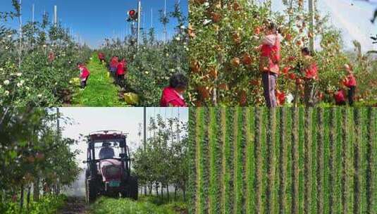 现代化苹果种植基地果园管理高清在线视频素材下载